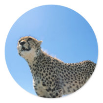 Dramatic Cheetah stickers by alternateworlds Dramatic Cheetah stickers