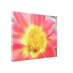 Dramatic Dahlia Stretched Canvas Print