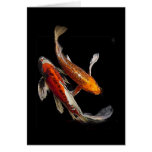 Dramatic Koi Pair Card