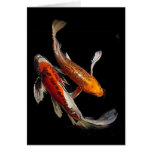 Dramatic Koi Pair with Japanese Proverb Card
