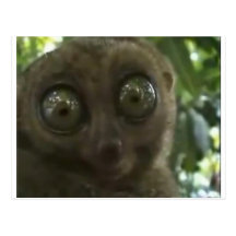 Dramatic Lemur Post Card