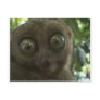 Dramatic Lemur Post Card