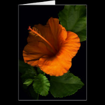 Dramatic Orange Hibiscus cards