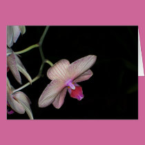Dramatic Orchids I cards by SherryHHunt Dramatic Orchids I cards