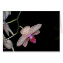 Dramatic Orchids I cards