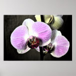 Dramatic Orchids Poster