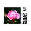 Dramatic Pink Rose stamp
