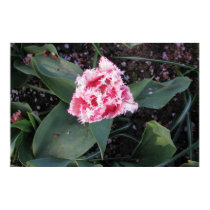 Drastische rosa Tulpe poster
