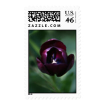 Dramatic Purple Tulip US Postage Stamp