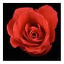 dramatic red rose on black background posters
