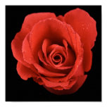 rose, red, roses, flower, floral, gardener,
