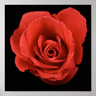 dramatic red rose on black background print