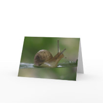 Drat!  Late Again. Cards