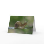 Drat!  Late Again. cards