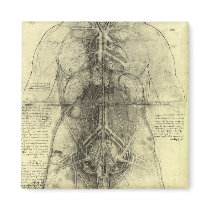 Drawing of a Woman's Torso by Leonardo da Vinci Fridge Magnet