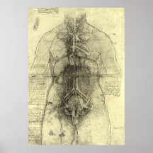 Drawing of a Woman's Torso by Leonardo da Vinci Poster