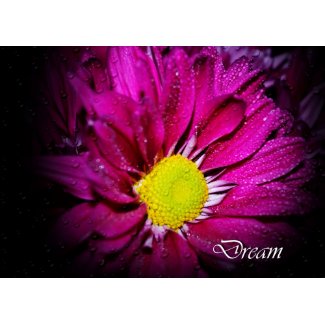 Dream card