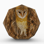 Dream catcher owl awards