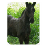 Dream Horse Postcard