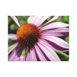 Dream, Inspire, Create Echinacea Canvas Print