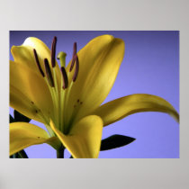 Dream Lily Posters