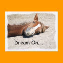 Dream On Horse postcards