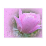 Dream-Pink Rose Postcards