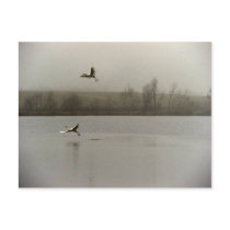 Dream postcards