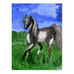 Dreamer pinto horse art postcard