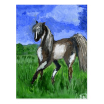 Dreamer pinto horse art postcards