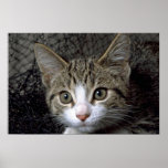 Dreamer Poster
