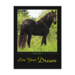 Dreamin' Friesian Postcard