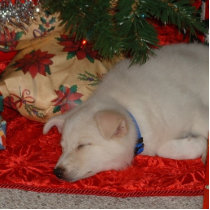 Dreaming of a White Christmas photo sculptures by Trinityjae Dreaming of a White Christmas photo sculptures