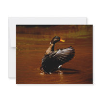 Dreaming Of Flight invitations by laureenr Dreaming Of Flight invitations