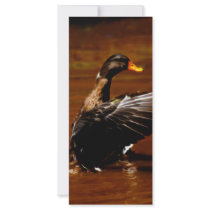 Dreaming Of Flight rack cards by laureenr Dreaming Of Flight rack cards