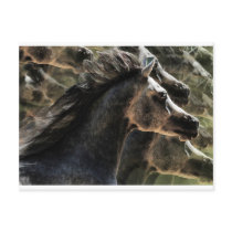 Dreaming of horses postcard