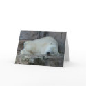 Dreaming of Icebergs cards