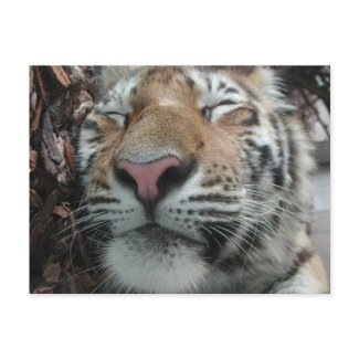 Sleeping Tiger