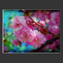 Dreamland, Cherry blossom in Korea postcards