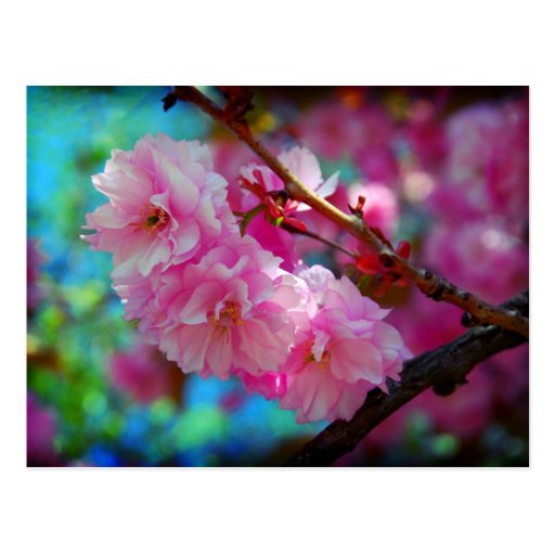 Dreamland, Cherry blossom in Korea Post Card
