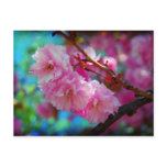 Dreamland Post Card