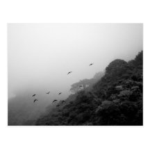 Dreams Taking Flight/Nature B&W Photography Post Card