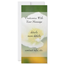 Dreamscape - Iceland Poppy Rack Card Design