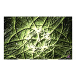 DreamXyZ.com - FIVE STARS Posters