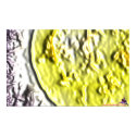DreamXyZ.com - SUNEG print