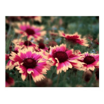 Dreamy Blanket Flowers postcards