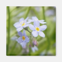 Dreamy Blue Forget Me Nots Refrigerator Magnets