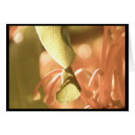 Dreamy Colors Card