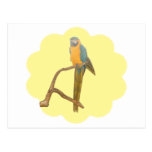 Dreamy Macaw Post Card
