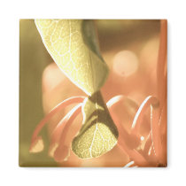 Dreamy Magnet by pulsDesign Dreamy Magnet